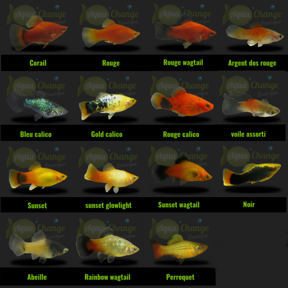 liste des variétés de platy à acheter