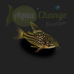 Corydoras elegans