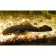 ancistrus Dolichopterus