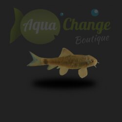 Poisson docteur (Garra rufa)