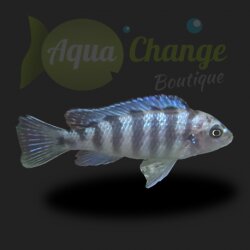 Pseudotropheus lombardoi