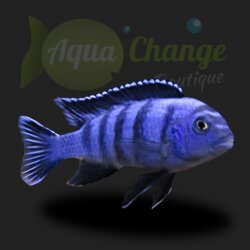 Pseudotropheus Saulosi