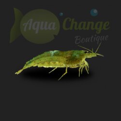 Crevette Japonica ou Amano (Caridina multidentata)
