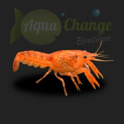 CPO (Cambarellus patzcuarensis var. orange)