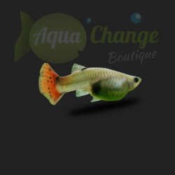 Guppy femelle