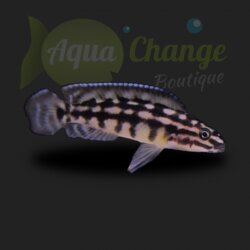 Julidochromis marlieri