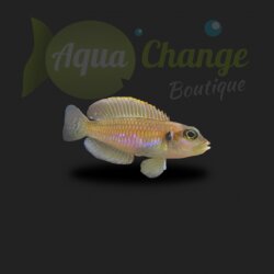 Lamprologus Ocellatus
