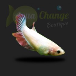 Betta Splendens femelle