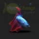 Betta Splendens mâle (combattant)