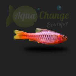 Barbus cerise (Puntius titteya)