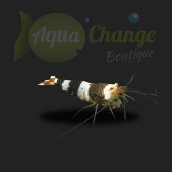  Caridina cf. cantonensis 'crystal black' 