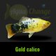 Platy