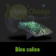Platy