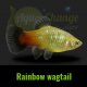 Platy