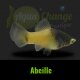 Platy