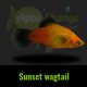 Platy