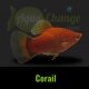 Platy
