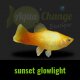 Platy