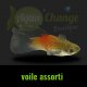 Platy