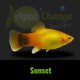 Platy