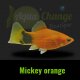 Platy
