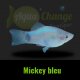 Platy