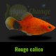 Platy