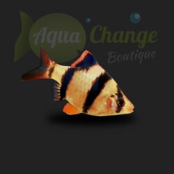 Barbus de sumatra (Puntius Tetrazona)