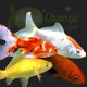 achat en ligne de poisson rouge