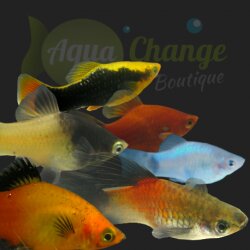 Platy