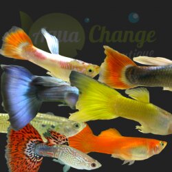 guppy