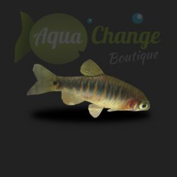 achat en ligne de Danio erythromicron