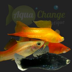 xipho noir (black)