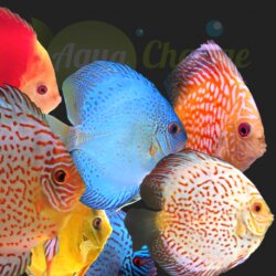achat en ligne de discus