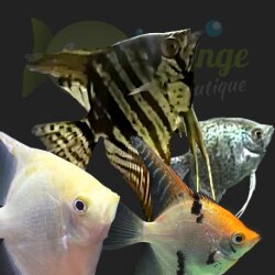 achat en ligne de scalaire