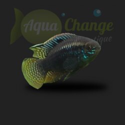 Laetacara curviceps