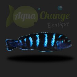 Pseudotropheus demasoni