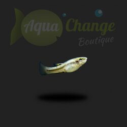 Heterandria formosa (Poisson moustique)