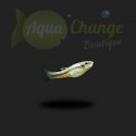 Heterandria formosa (Poisson moustique)
