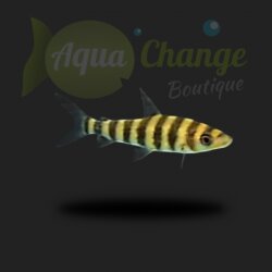 Leporinus affinis