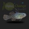 Stigmatogobius sadanundio