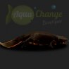 Cynops orientalis