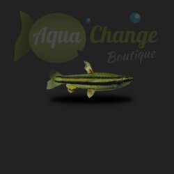 Poisson crayon nain (Nannostomus marginatus)