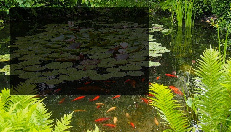 Achat de poissons de bassin
