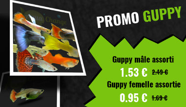 Promo sur les guppys
