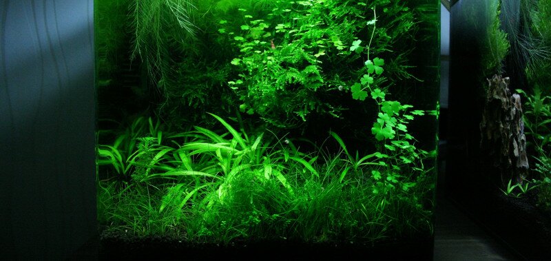 Crevettes dans un nano aquarium