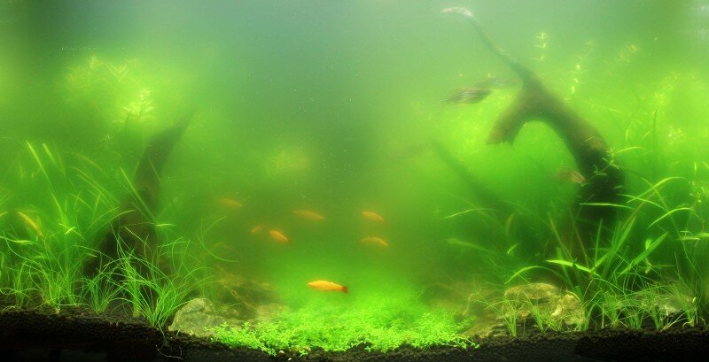 Aquarium avec eau verte