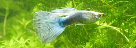 Guppy avec des points blancs