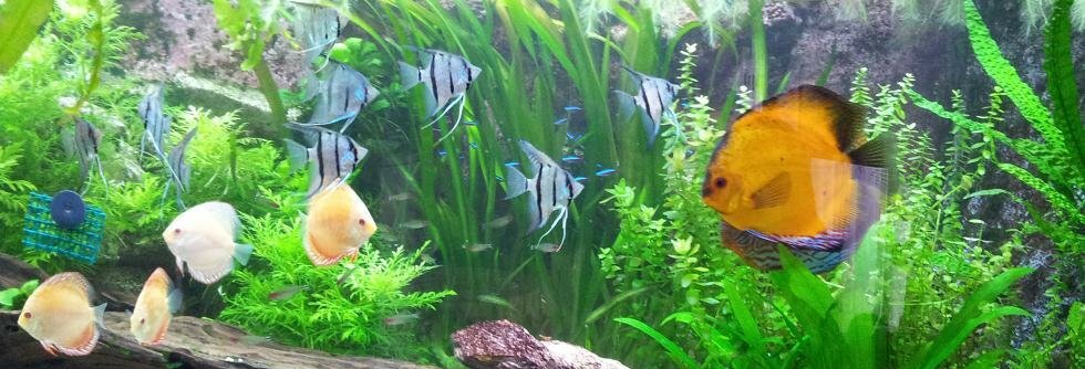 Le Discus apprécie les eaux acides