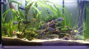 aquarium divers